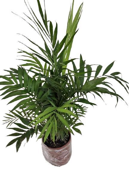 Chamaedora Plant