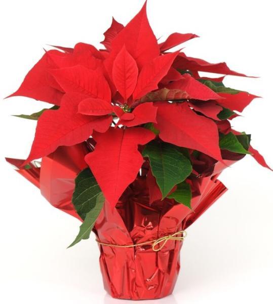 Poinsettia Plant