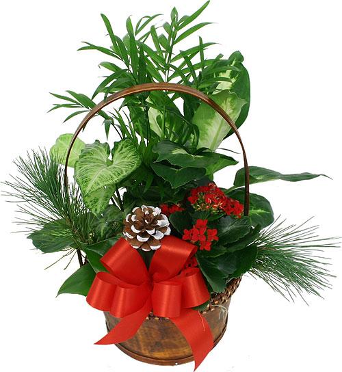 Merry Christmas Plant 