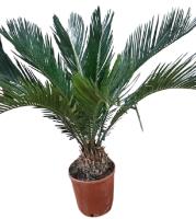 Cycas Plant