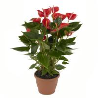 Anthurium Plant