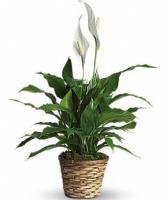 Spathiphyllum