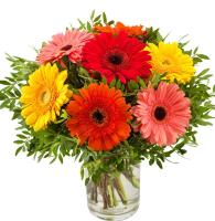 Gerbera Daisies