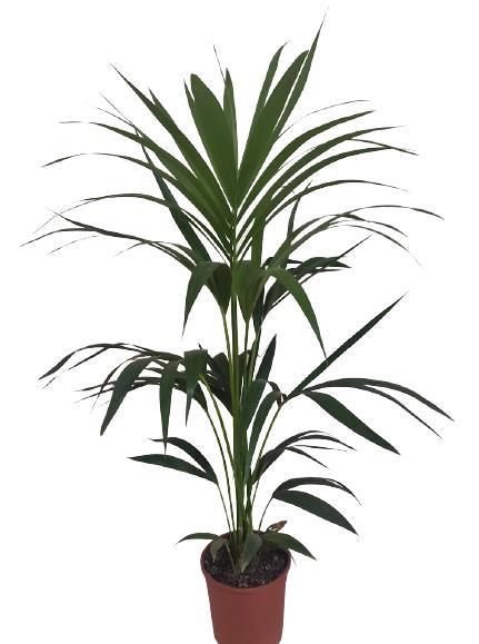 Kentia Palm