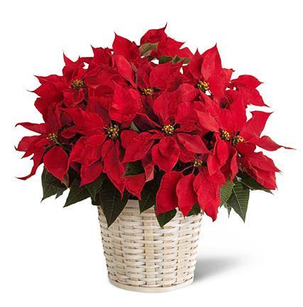 Poinsettia Basket